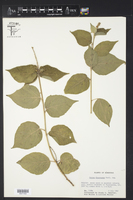Croton francoanus image
