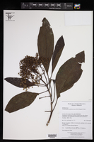 Neomirandea araliifolia image
