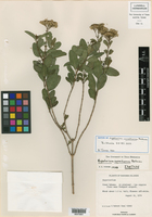 Koanophyllon correlliorum image
