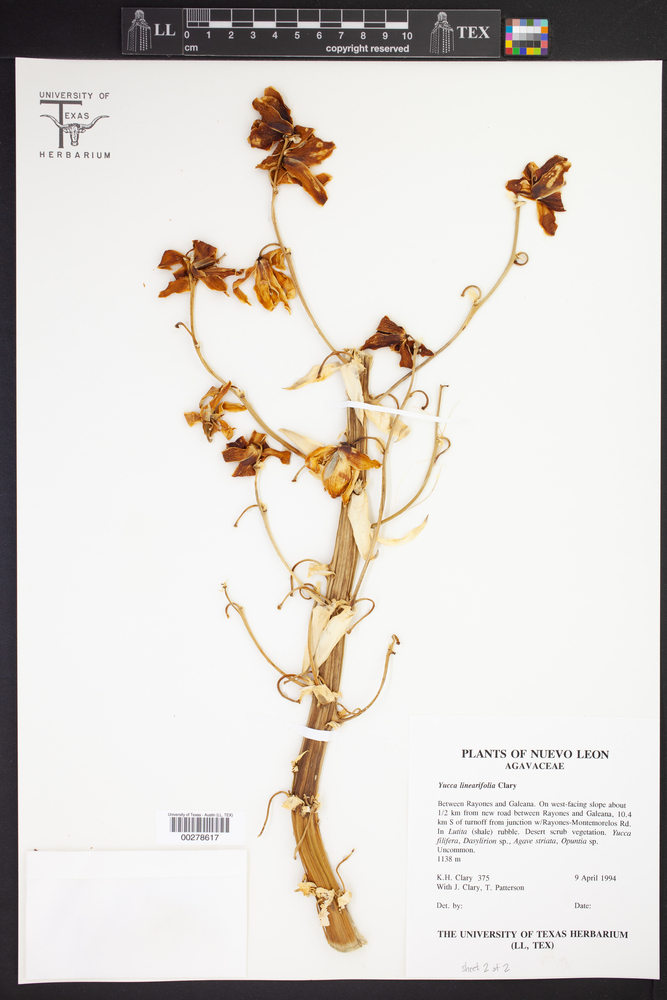 Yucca linearifolia image