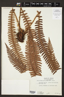 Polystichum triangulum subsp. mucronatum image