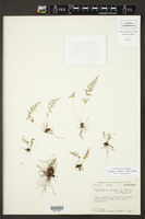 Cystopteris millefolia image