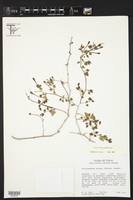 Acleisanthes obtusa image