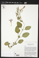 Ruellia occidentalis image