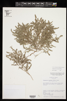 Euphorbia laredana image
