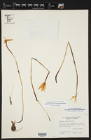 Zephyranthes traubii image