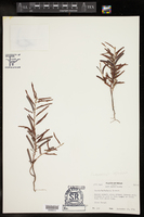 Chamaecrista leptadenia image