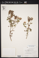 Phacelia rupestris image