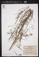 Symphyotrichum squamatum image