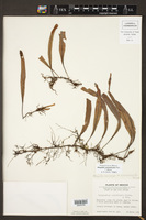 Pleopeltis crassinervata image