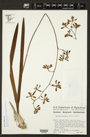 Encyclia belizensis image