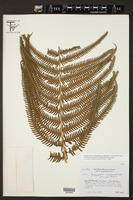 Thelypteris cheilanthoides image