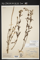 Verbena livermorensis image