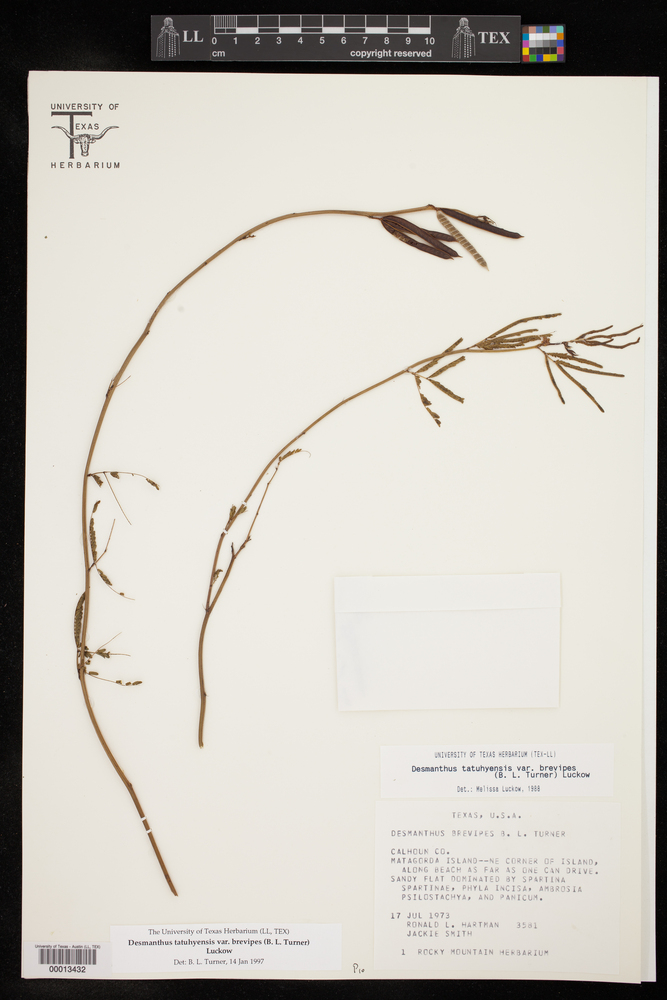 Desmanthus tatuhyensis var. brevipes image