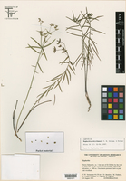Euphorbia chiribensis image