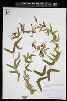 Passiflora perfoliata image