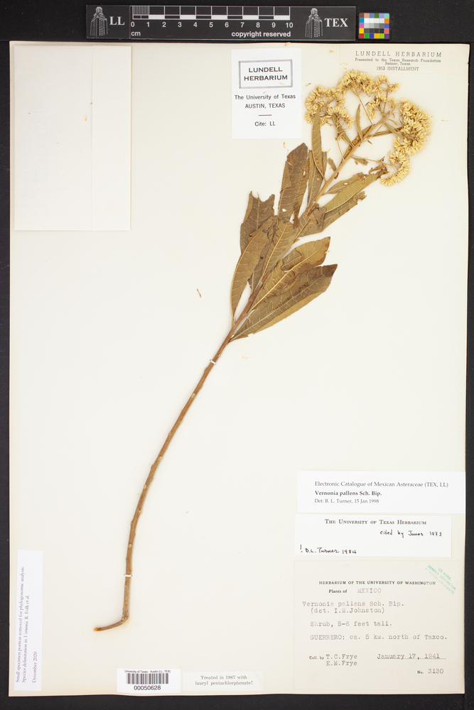 Vernonia pallens image
