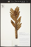 Maxillaria biolleyi image