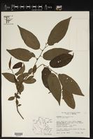 Acalypha diversifolia image
