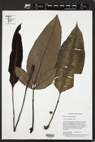 Image of Danaea simplicifolia