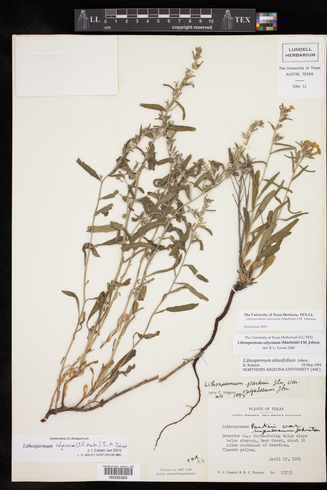 Lithospermum calycosum image