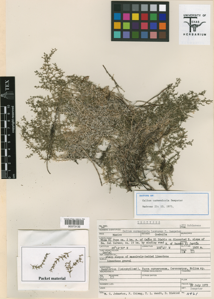 Galium carmenicola image