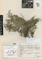 Image of Galium carmenicola
