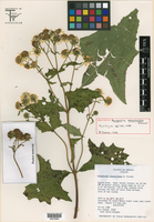 Rumfordia exauriculata image