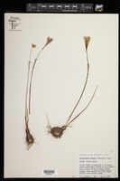 Zephyranthes smallii image