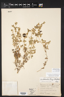 Aristolochia coryi image