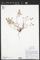 Paronychia monticola image