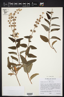 Buddleja racemosa var. racemosa image