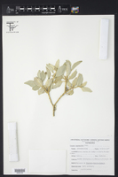 Croton suaveolens image