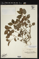 Acalypha arvensis image