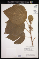 Macaranga carolinensis image