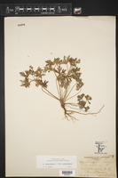 Geranium carolinianum var. carolinianum image