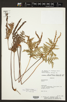 Anemia tomentosa var. anthriscifolia image