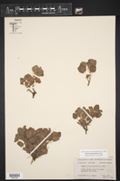 Oxalis dichondrifolia image