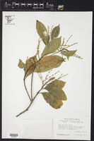Tetrorchidium brevifolium image