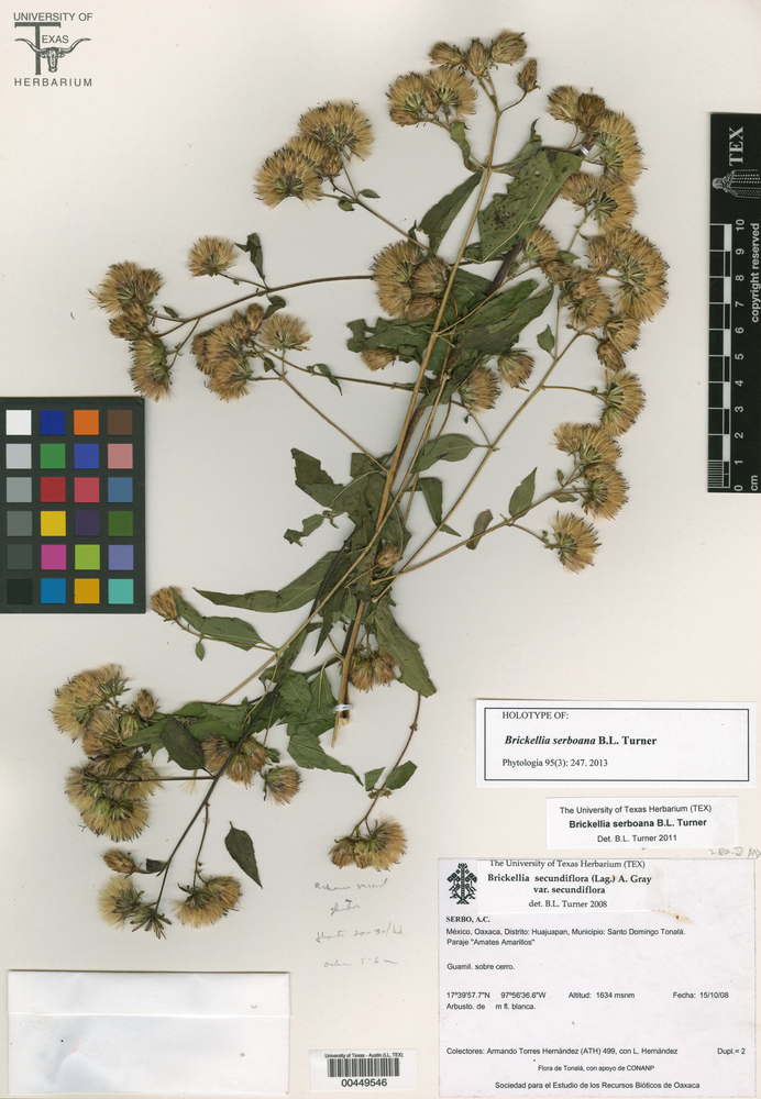 Brickellia secundiflora var. secundiflora image