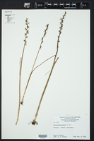 Prasophyllum patens image