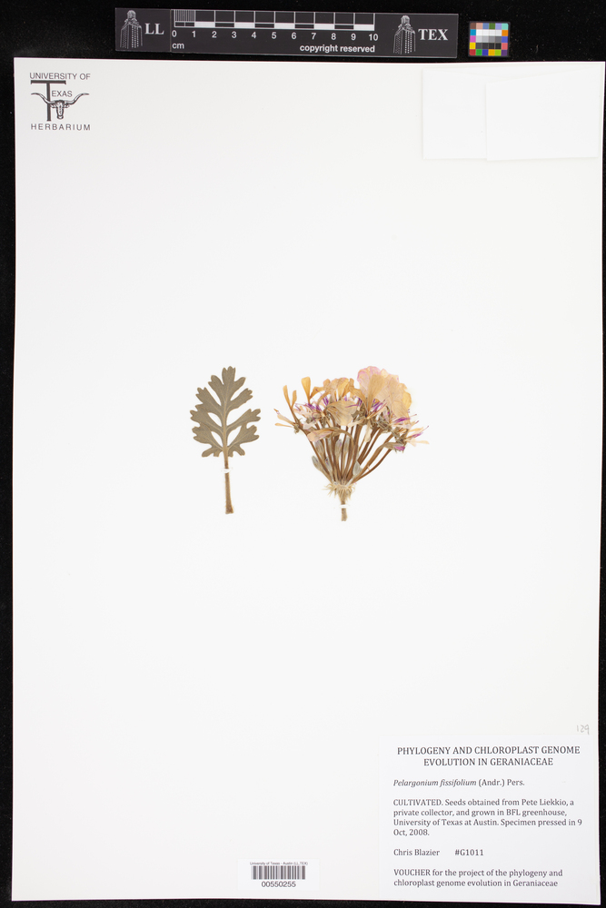 Pelargonium fissifolium image