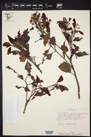 Image of Damburneya salicifolia