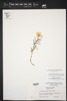 Oenothera capillifolia image
