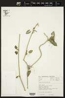 Image of Marsdenia rubicunda