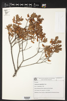 Image of Gaylussacia angustifolia