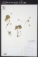 Viola hookeriana image