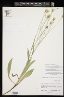 Hypochaeris albiflora image