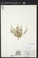 Oenothera kunthiana image