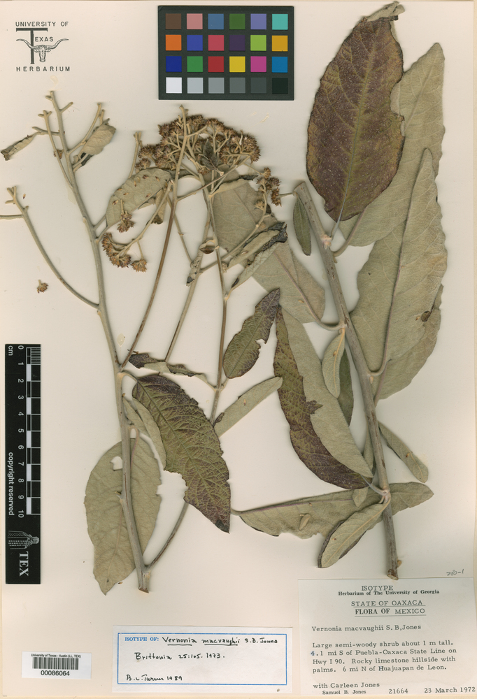 Vernonia macvaughii image